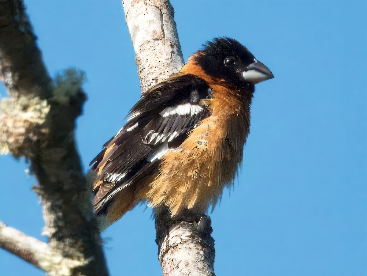 Cardinal à tête noire - ML620615641