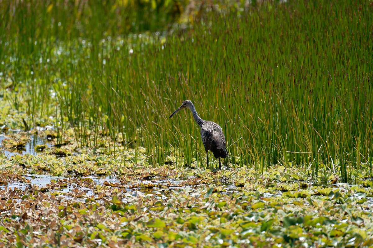 Limpkin (Speckled) - Antonio Aguilar