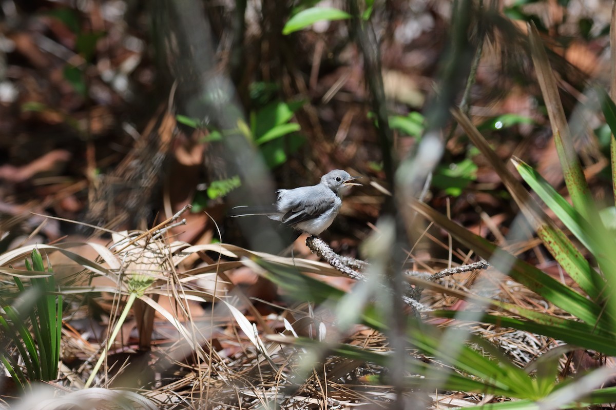 Blue-gray Gnatcatcher - ML620615647