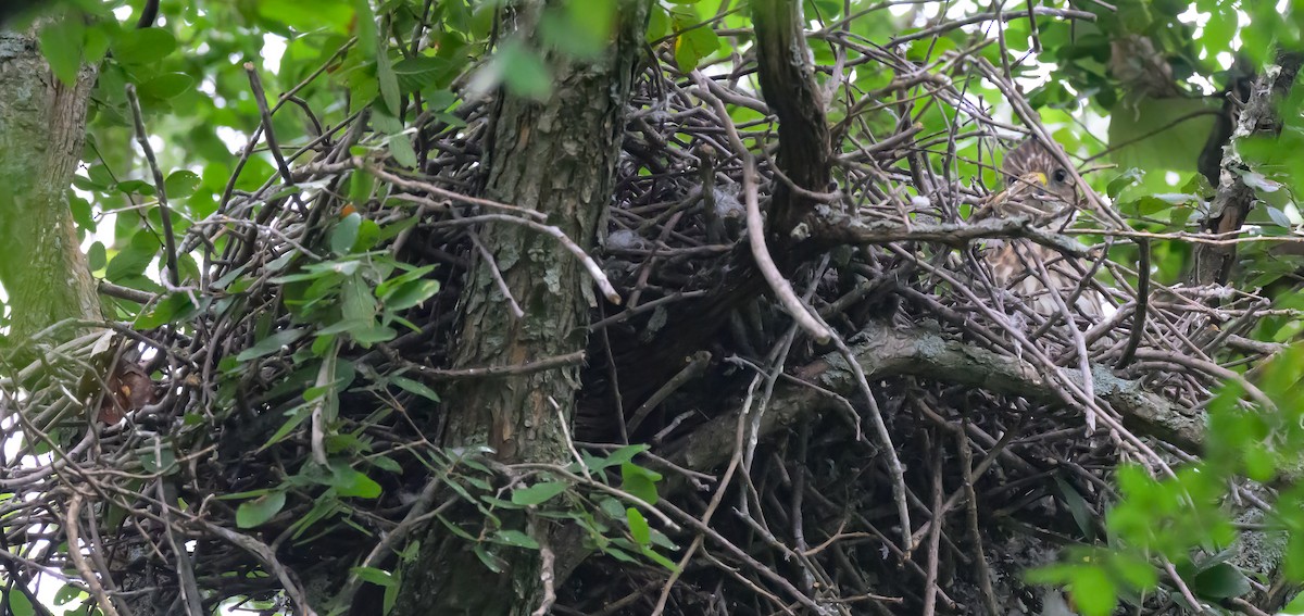 Cooper's Hawk - ML620615650