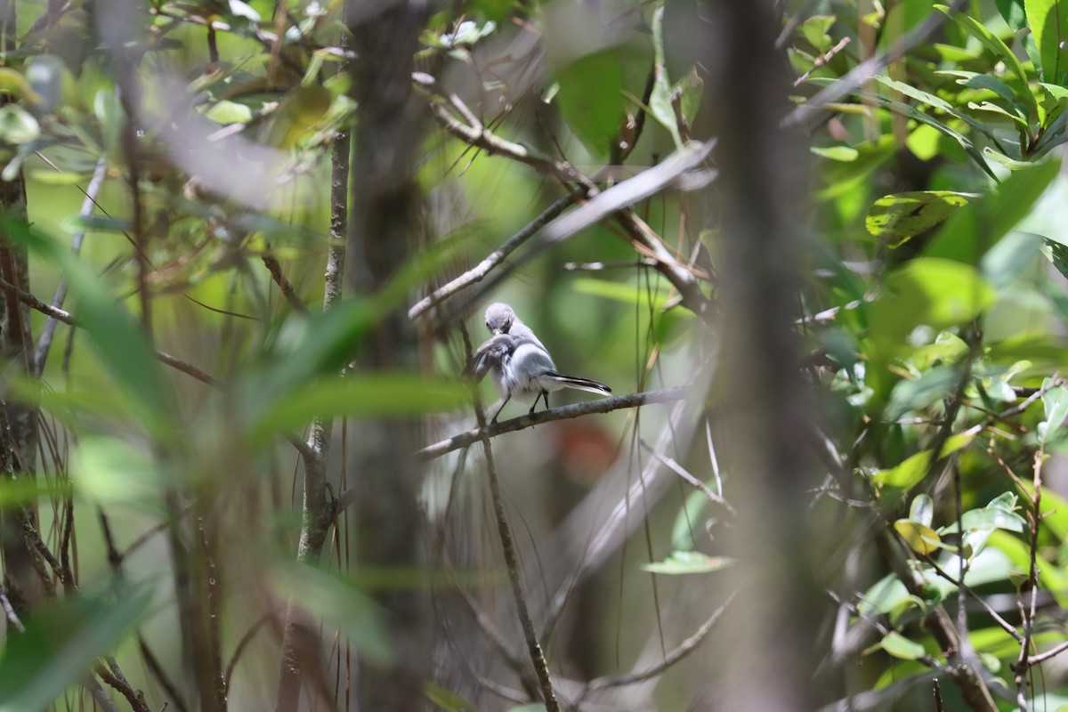 Blue-gray Gnatcatcher - ML620615651