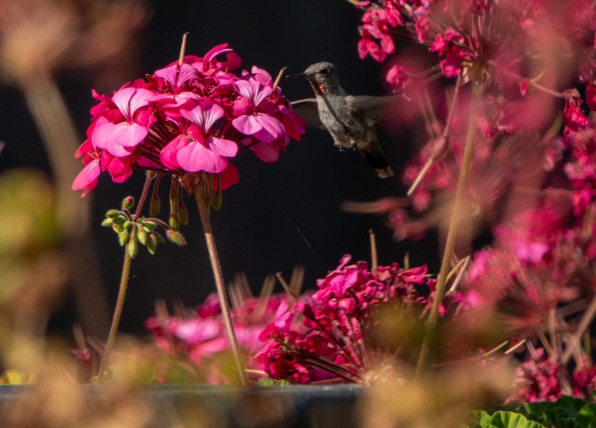 Anna's Hummingbird - ML620615655