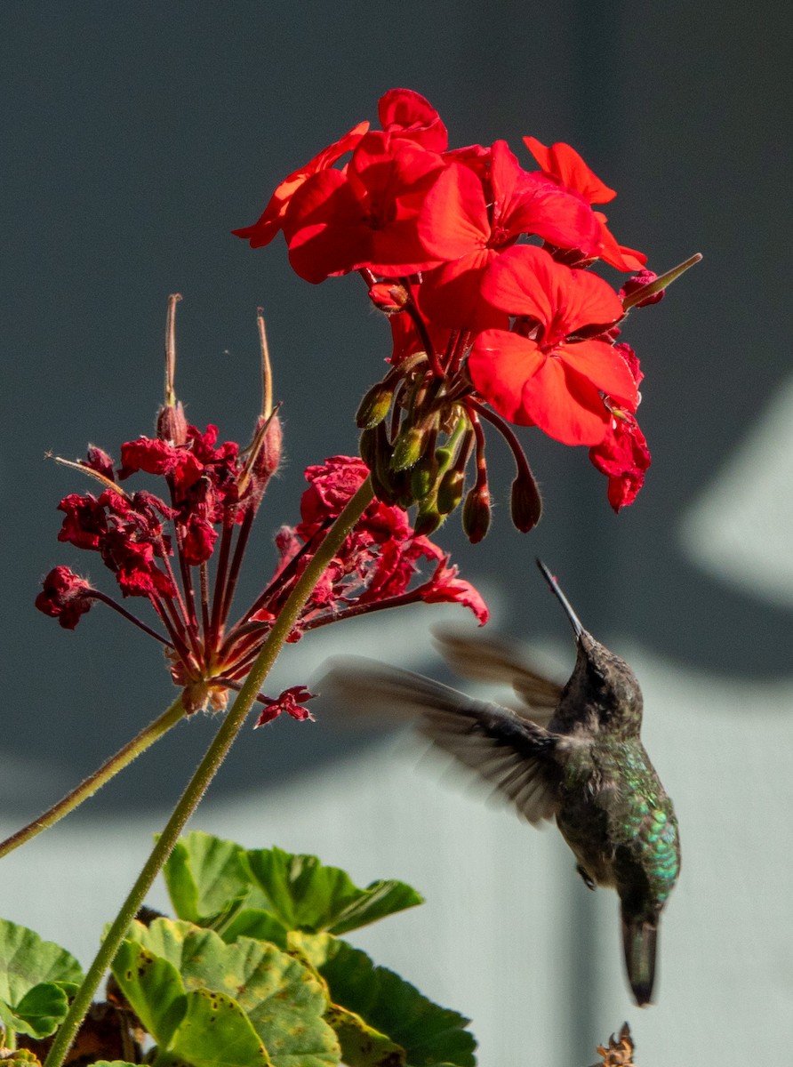 Anna's Hummingbird - ML620615656