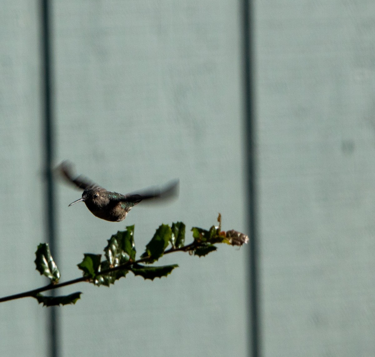 rødmaskekolibri - ML620615657