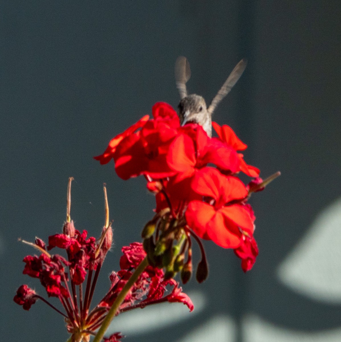 Anna's Hummingbird - ML620615658