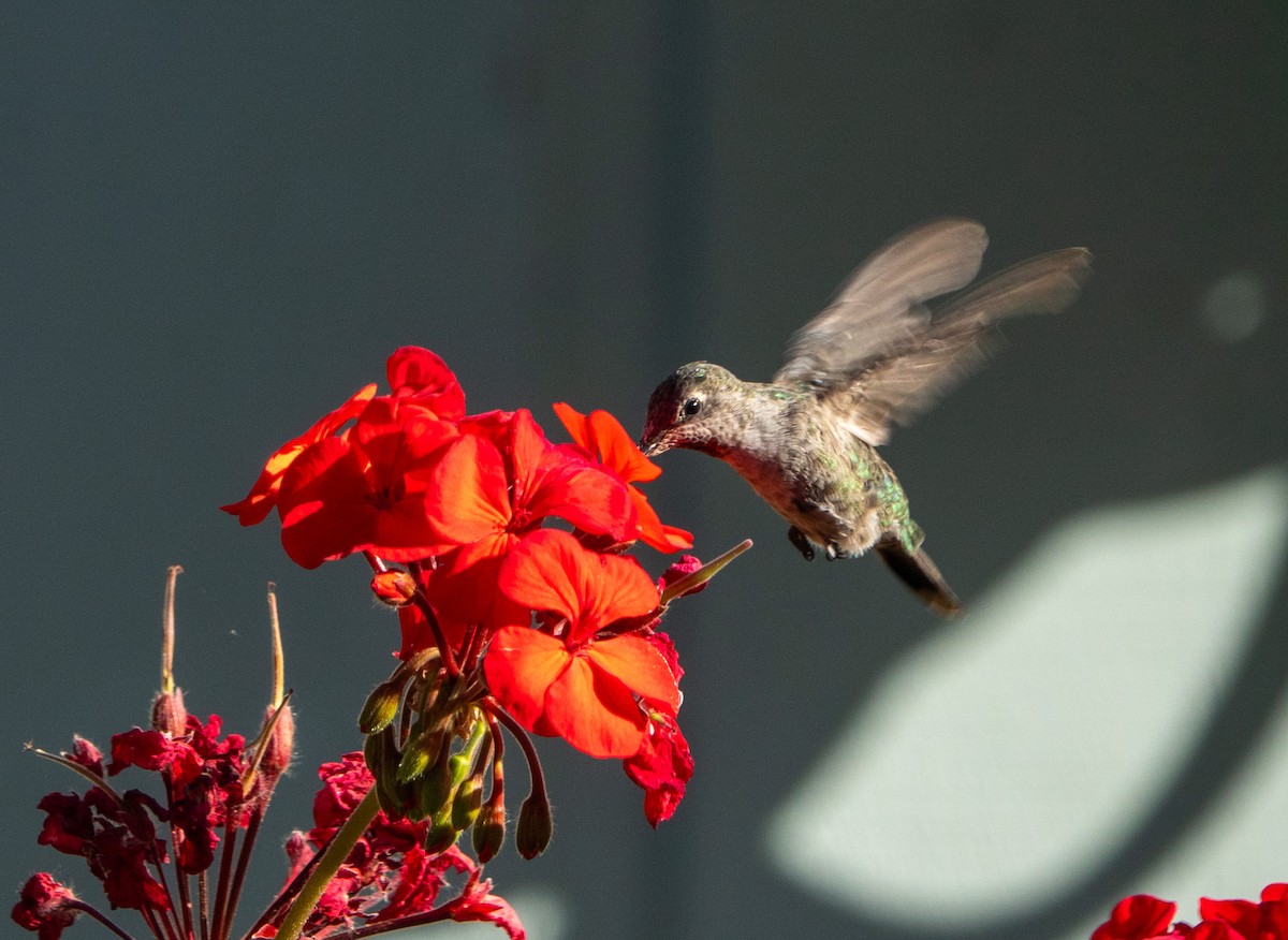 Colibrí de Anna - ML620615659