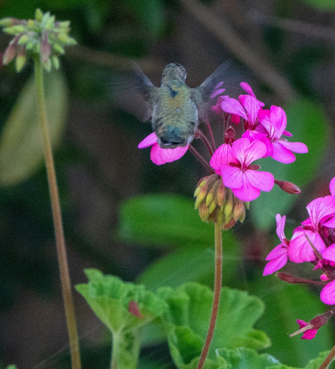 Colibrí de Anna - ML620615661