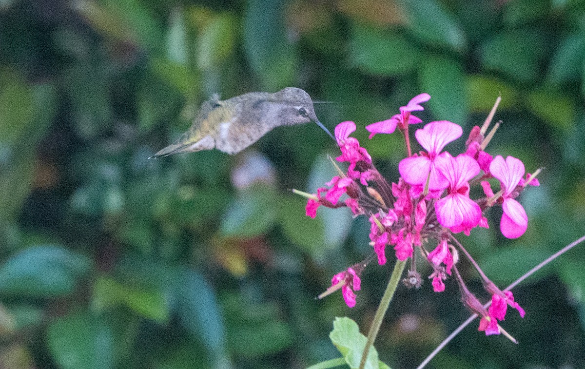 rødmaskekolibri - ML620615662