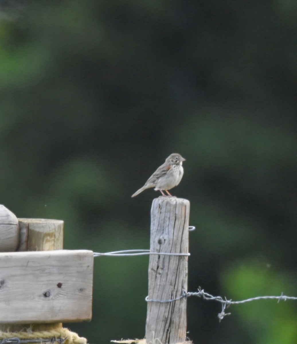 Vesper Sparrow - ML620615664