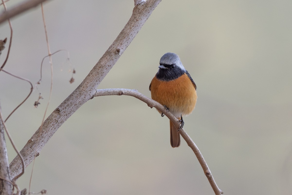 Daurian Redstart - ML620615666