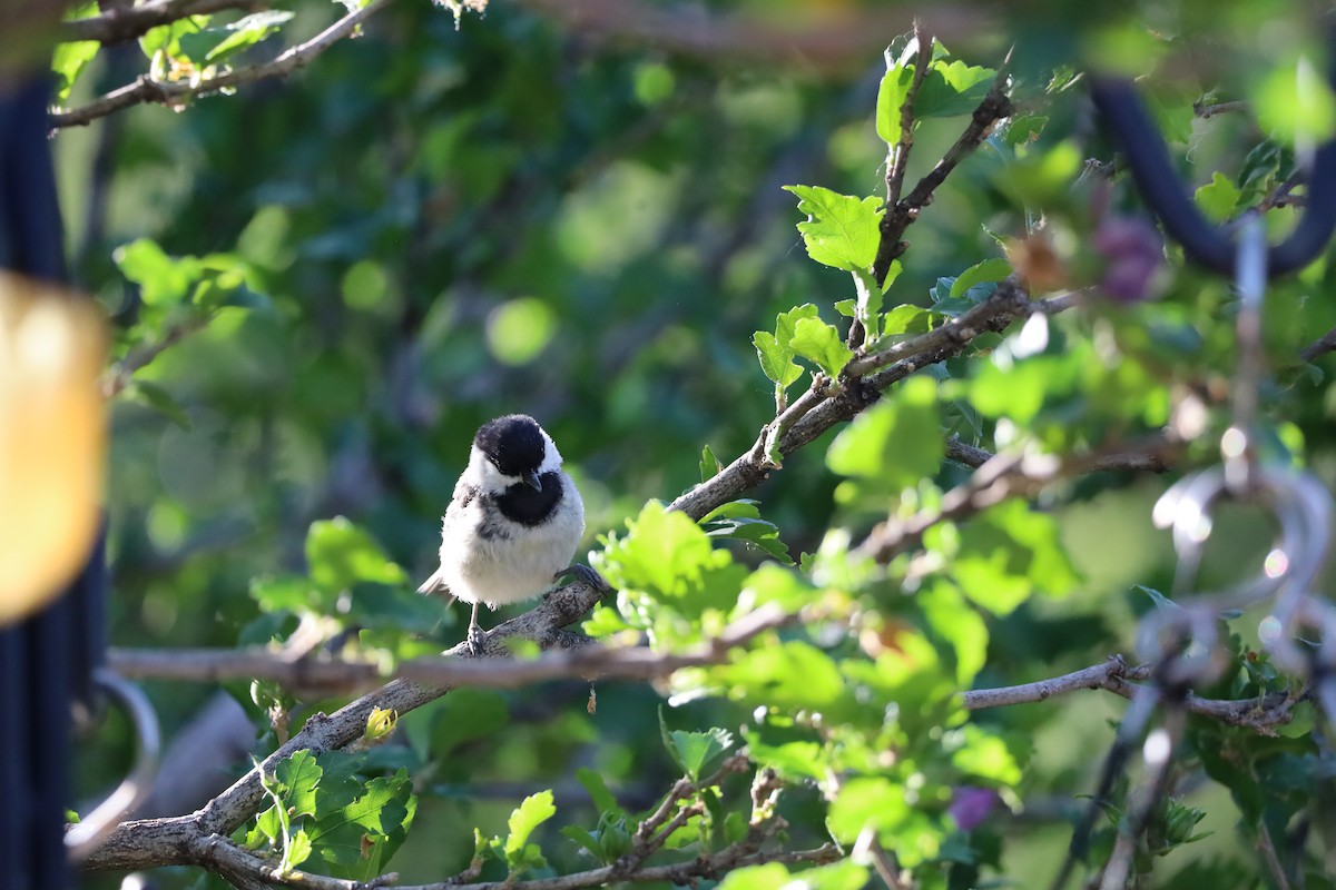 Black-capped Chickadee - ML620615670