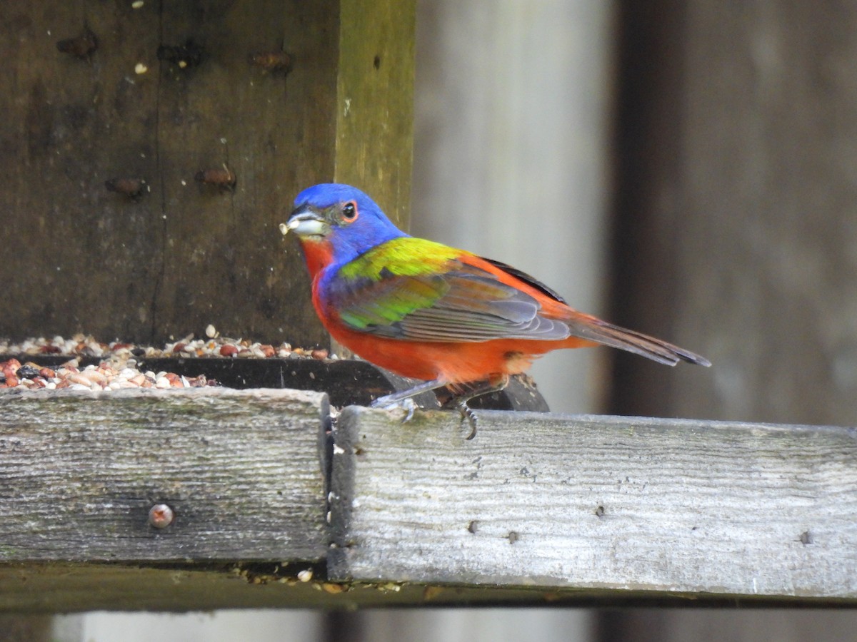 Painted Bunting - ML620615671