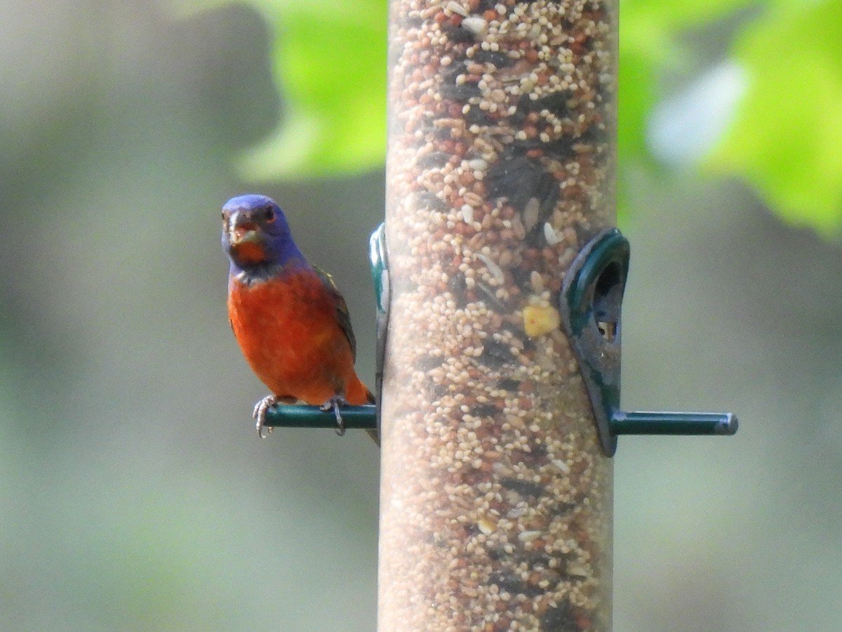 Painted Bunting - ML620615673