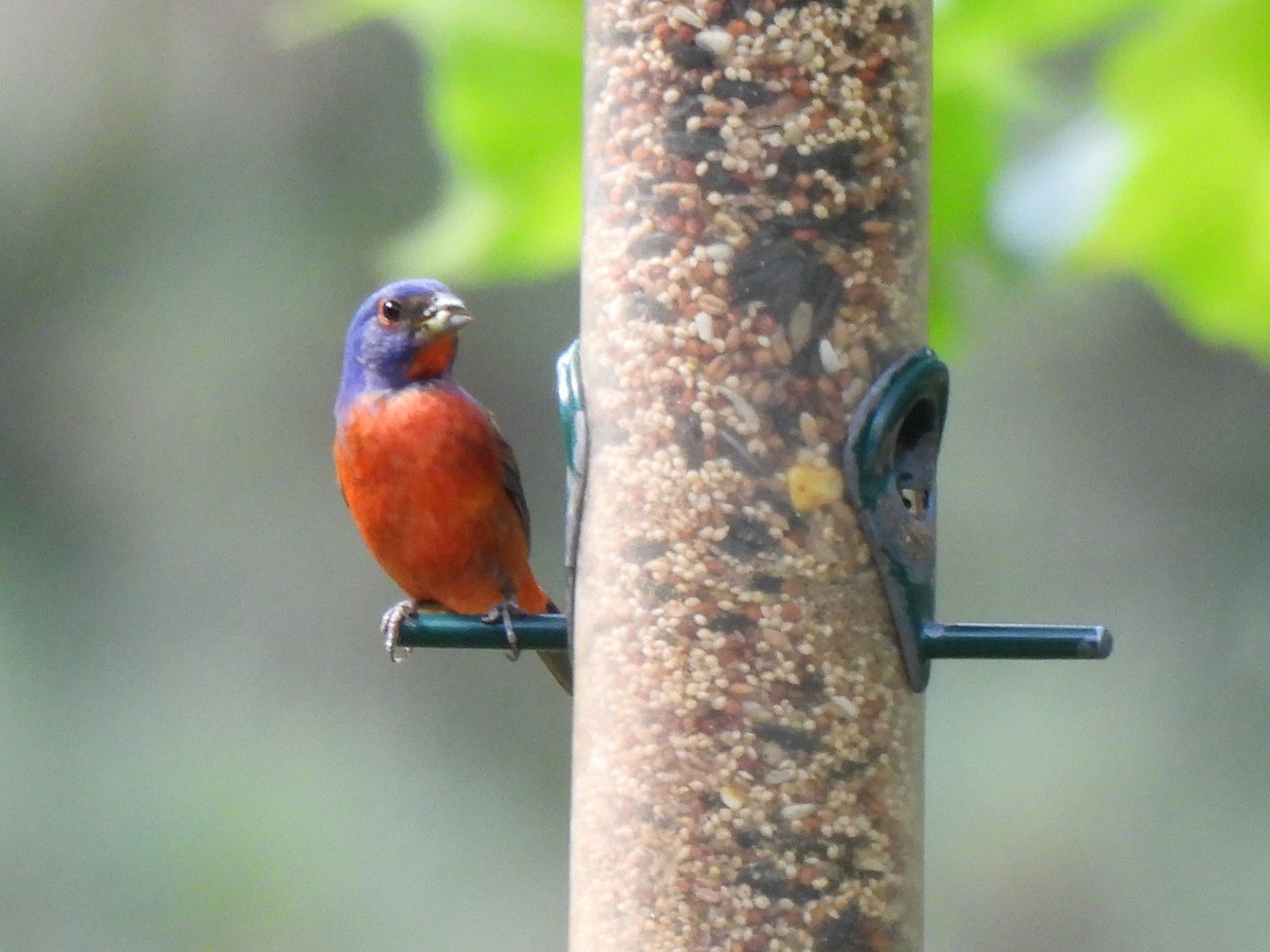 Painted Bunting - ML620615674