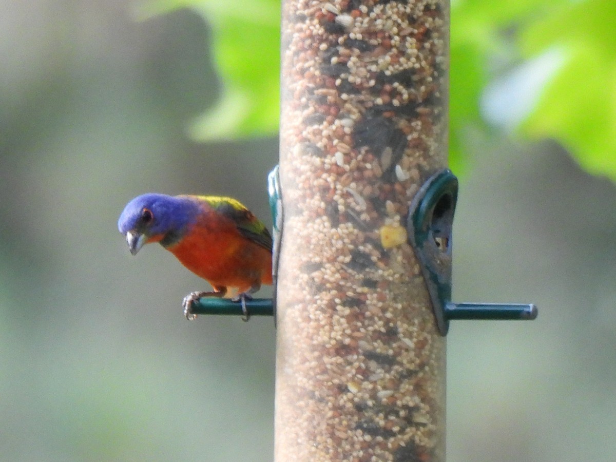 Painted Bunting - ML620615675