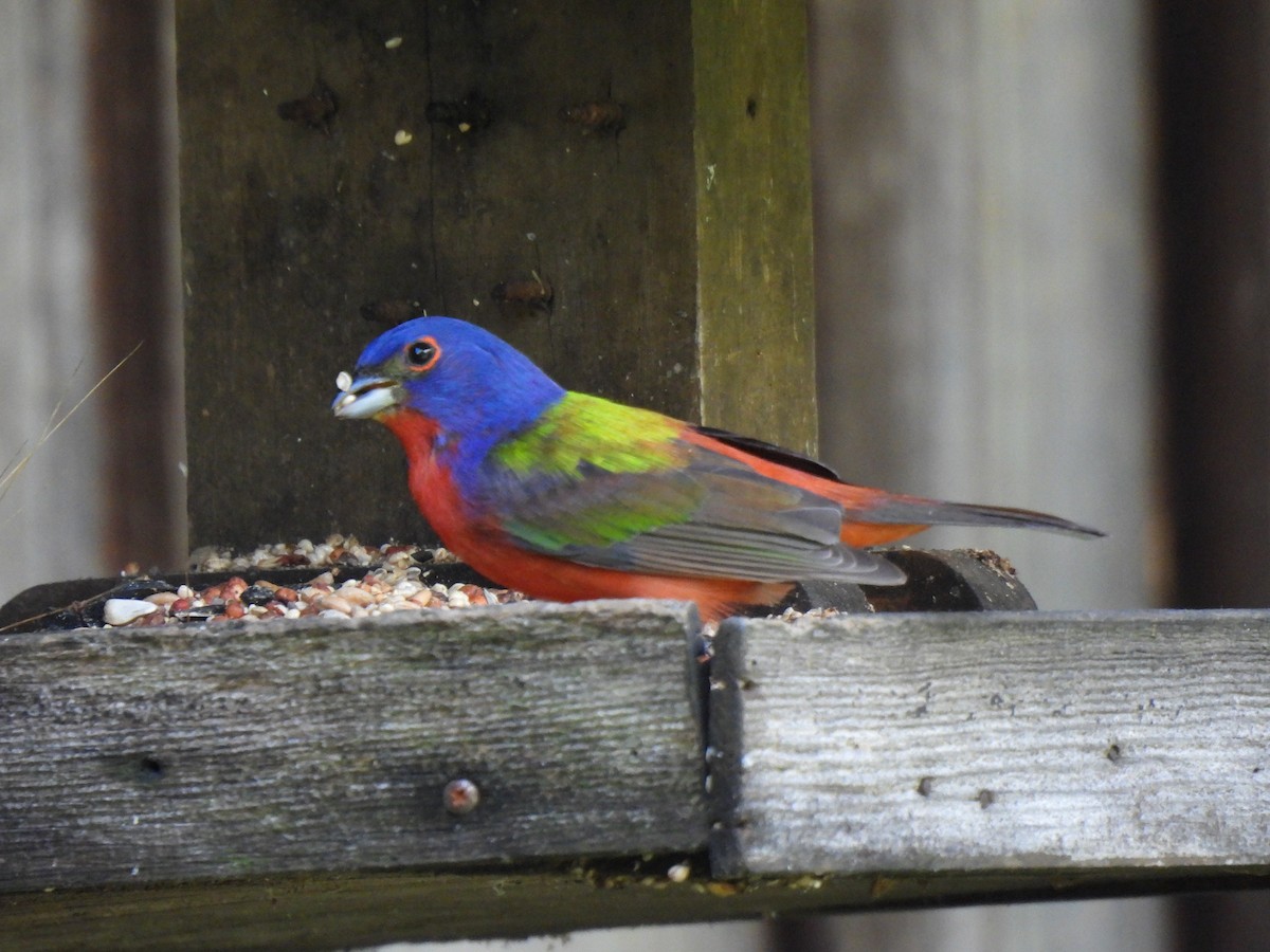 Painted Bunting - ML620615676