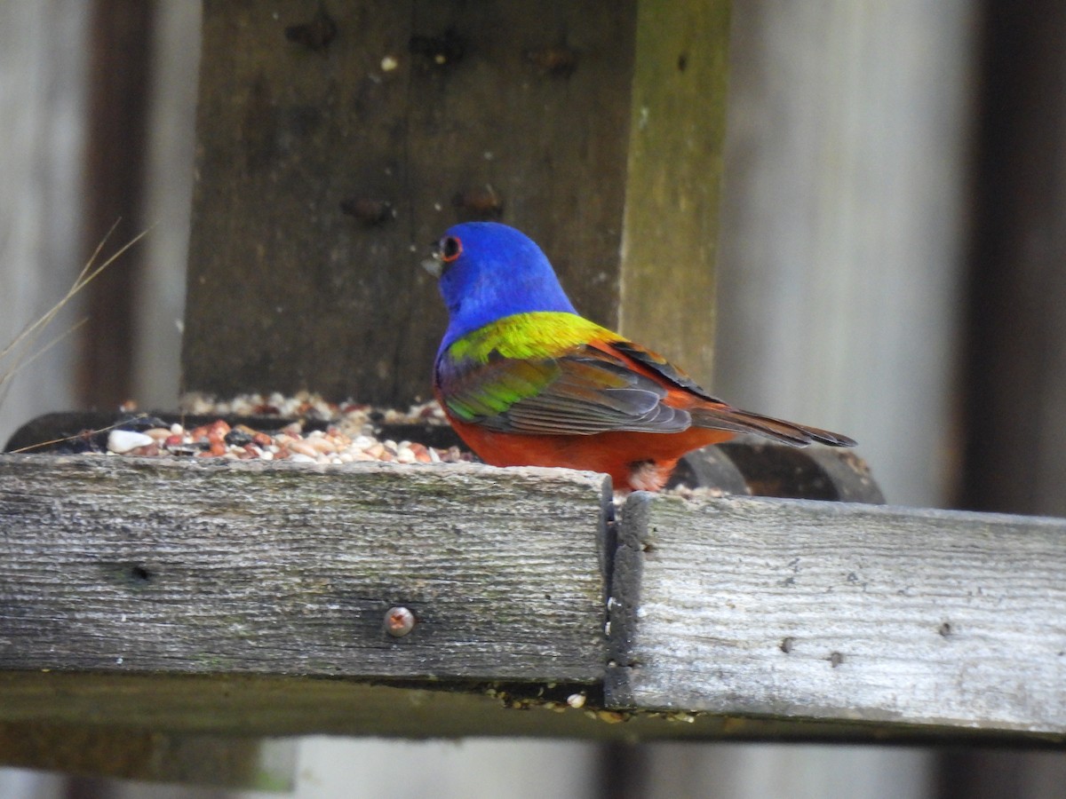 Painted Bunting - ML620615677