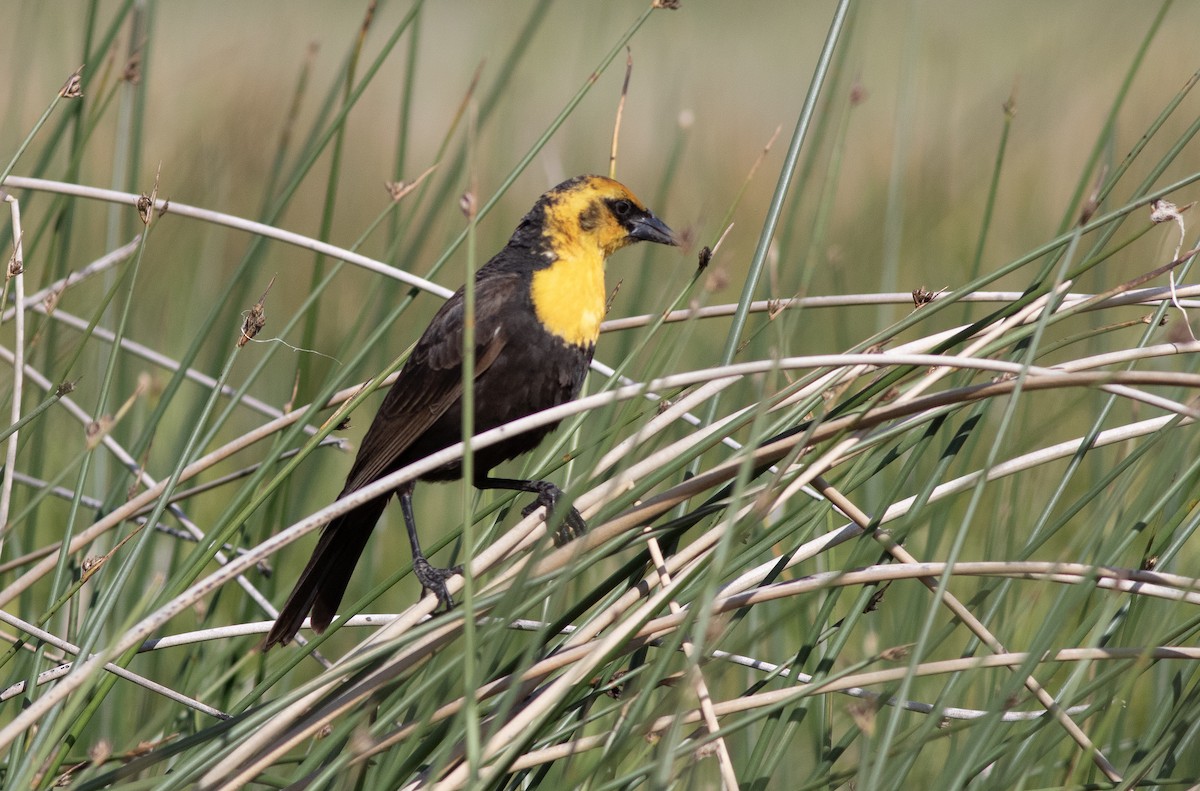 Yellow-headed Blackbird - ML620615683