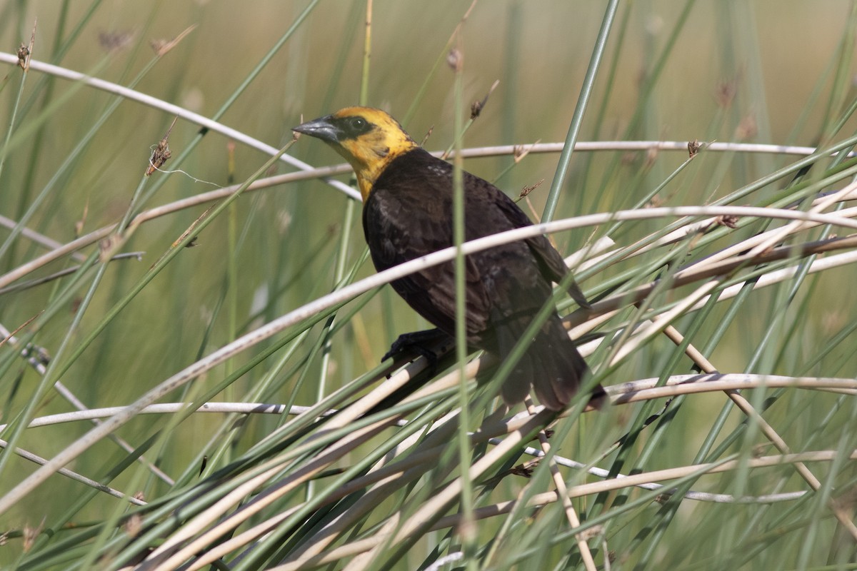 Yellow-headed Blackbird - ML620615684