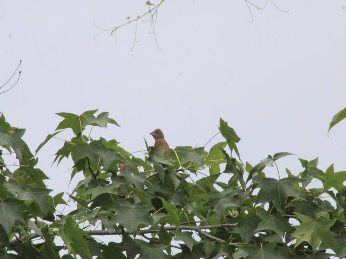 Blue Grosbeak - ML620615685