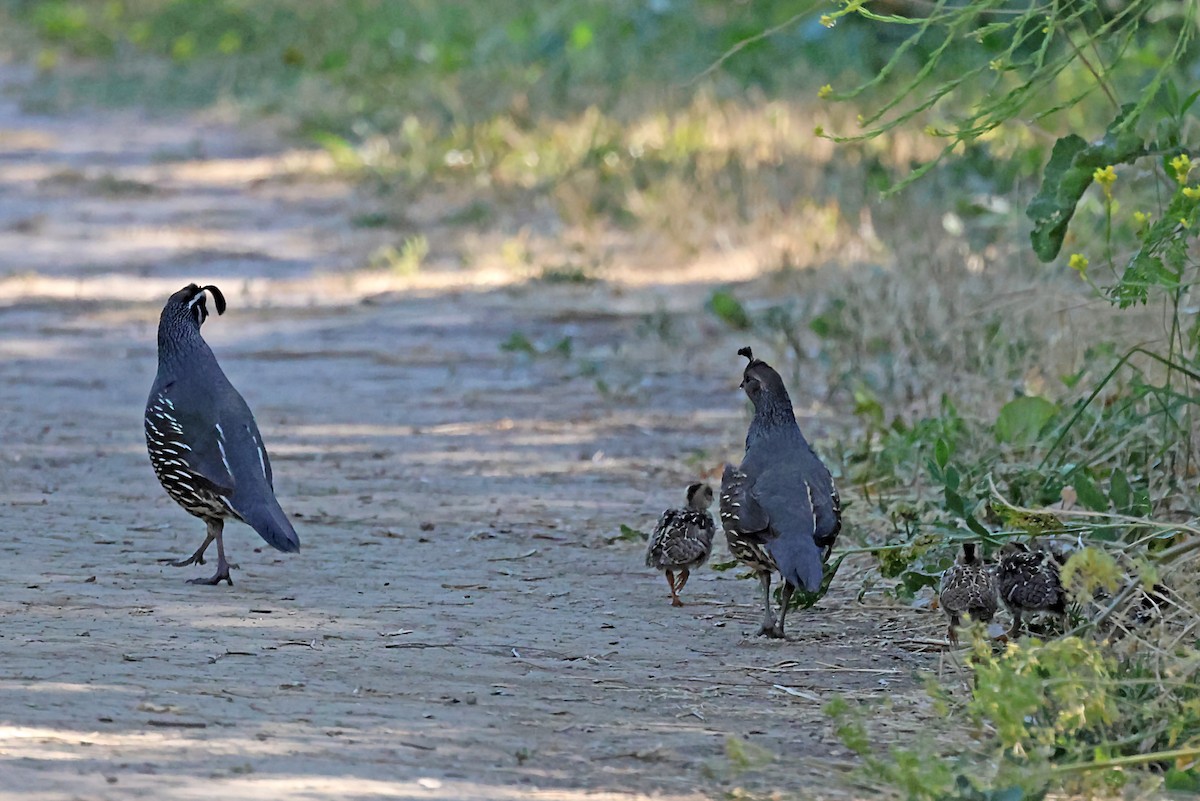 California Quail - ML620615686