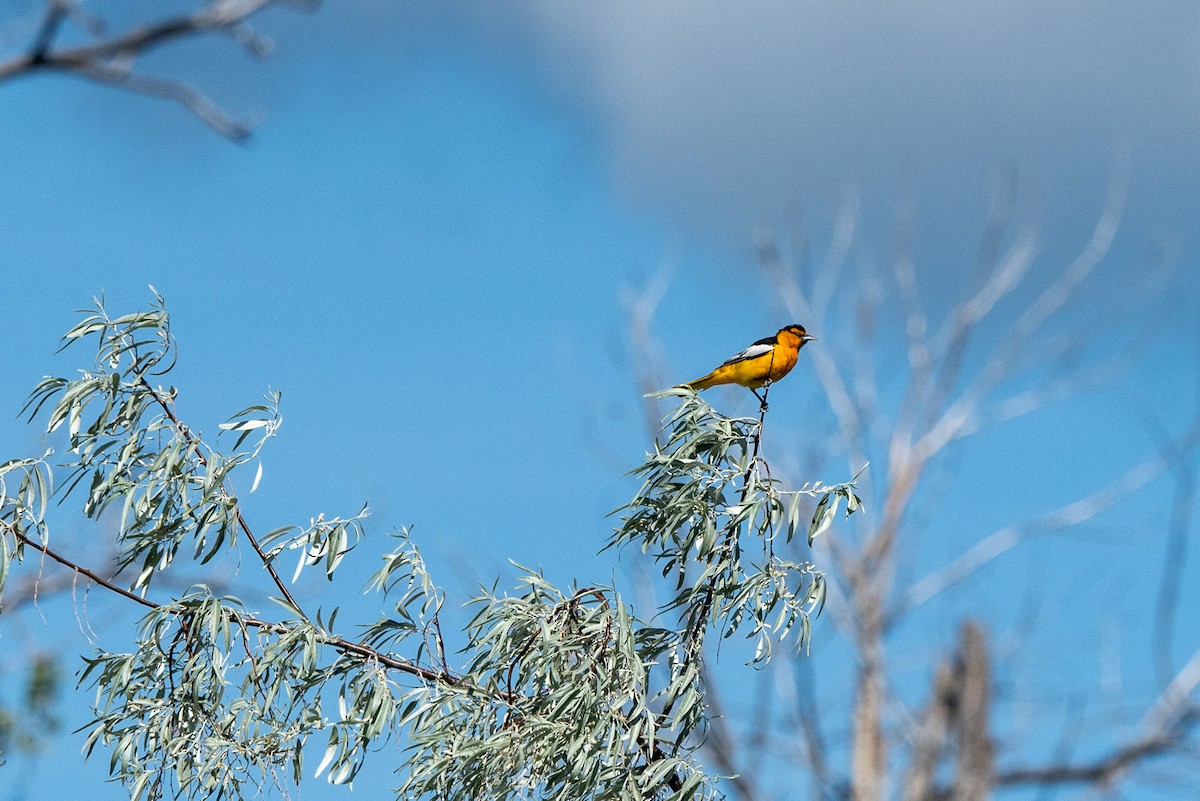 Oriole de Bullock - ML620615687