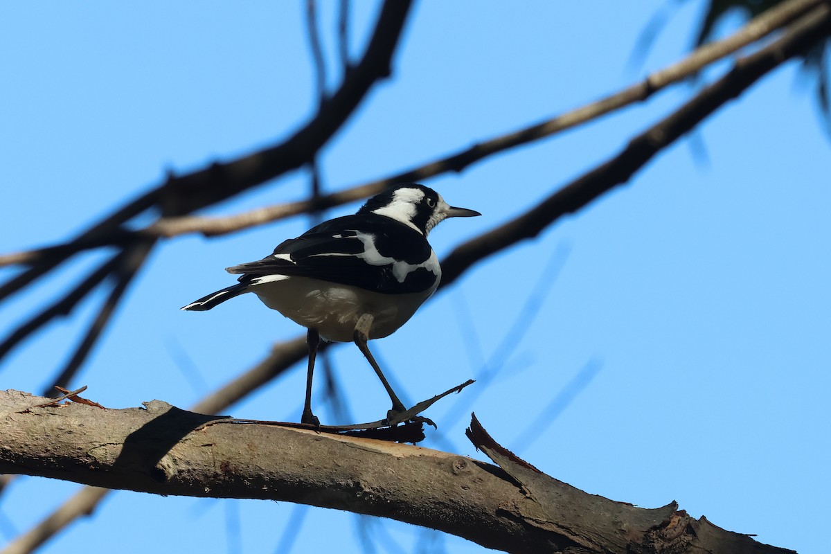 Grallina Australiana - ML620615688