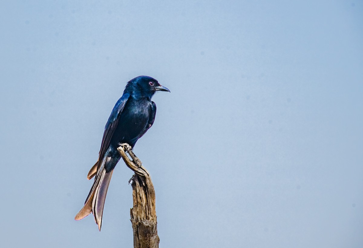 Fork-tailed Drongo - ML620615689