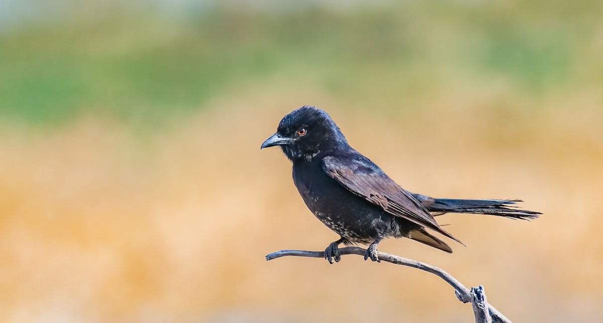 Fork-tailed Drongo - ML620615690