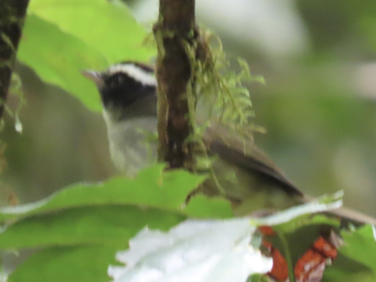 Black-cheeked Warbler - ML620615696