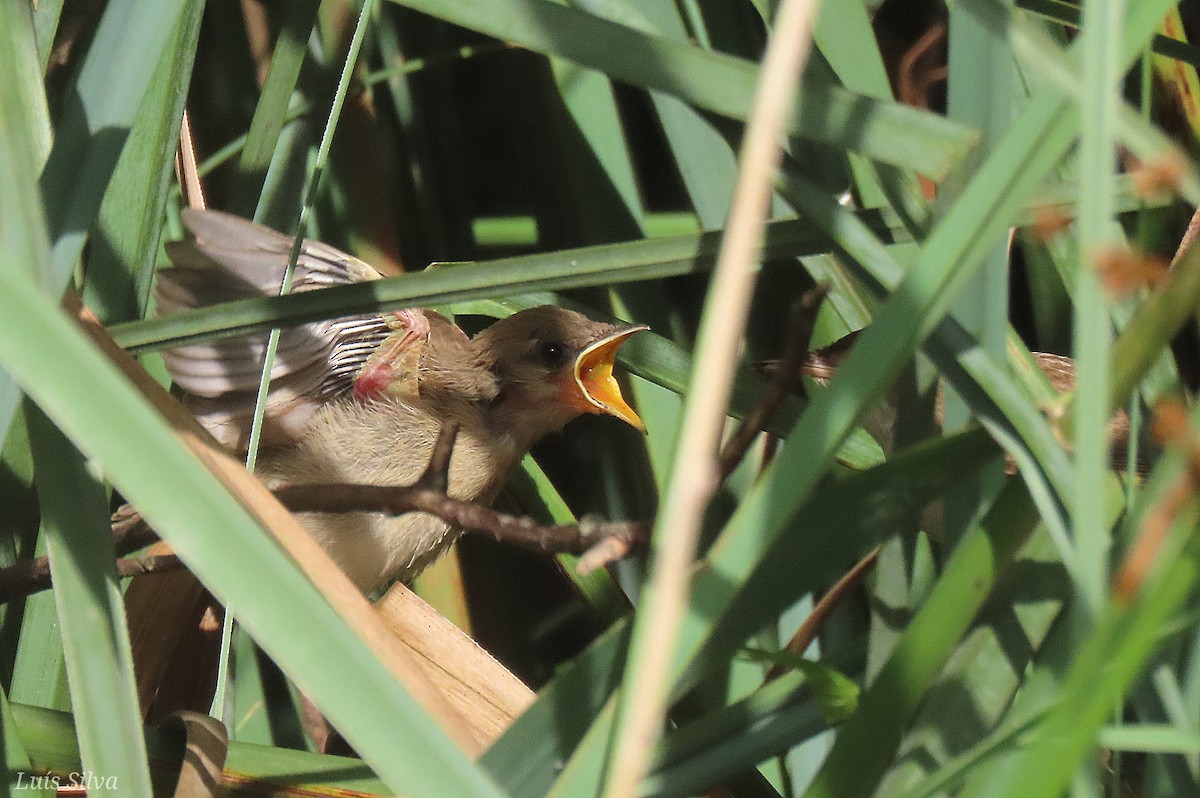 Common Reed Warbler - Luís Manuel Silva