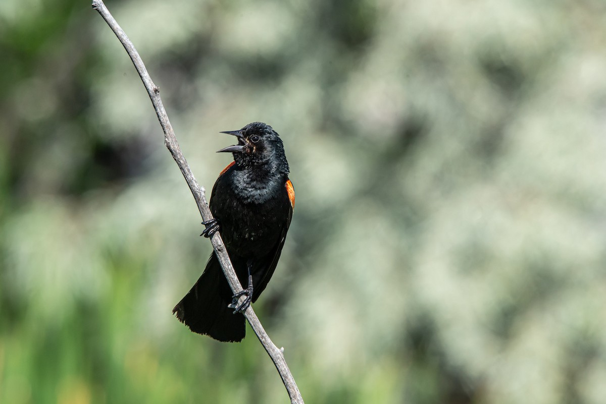 Red-winged Blackbird - ML620615701