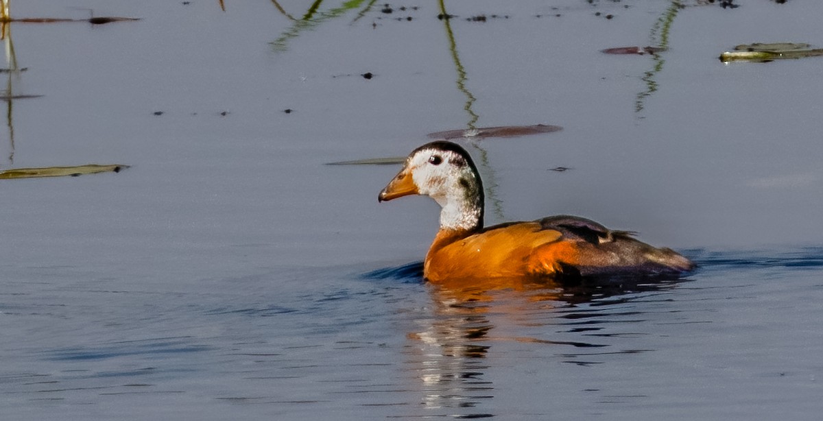 African Pygmy-Goose - ML620615705