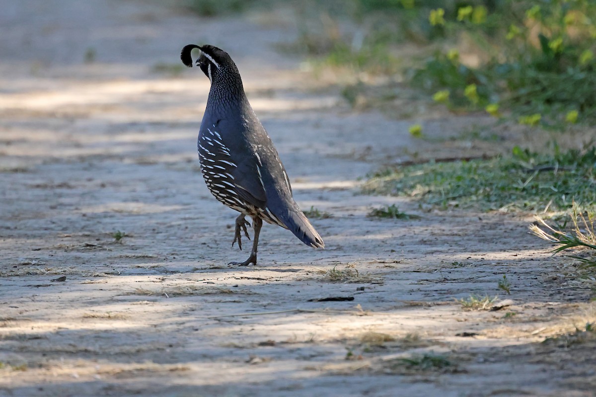 California Quail - ML620615708