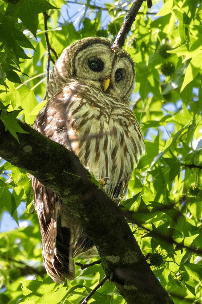Barred Owl - ML620615709