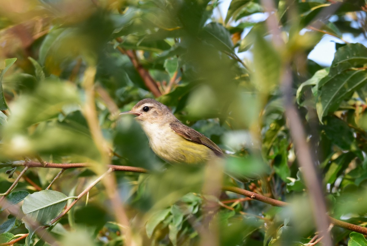 Warbling Vireo - ML620615710