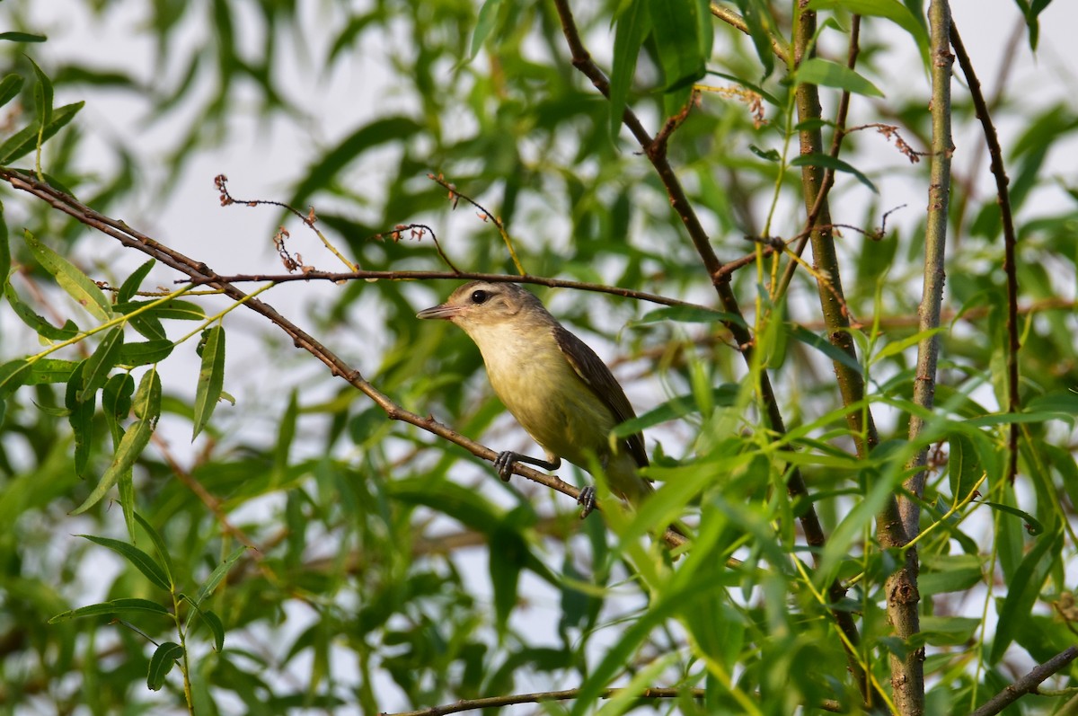 Ötücü Vireo - ML620615711