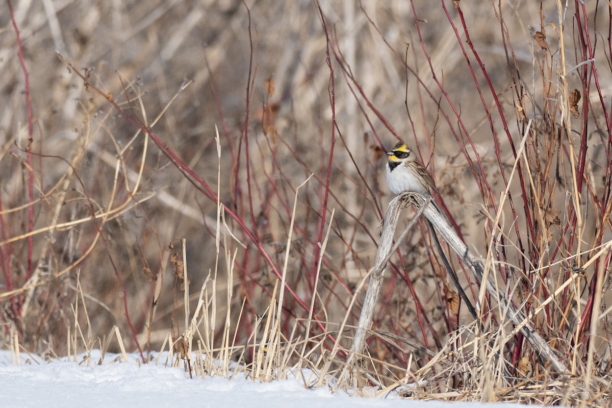 Yellow-throated Bunting - ML620615712