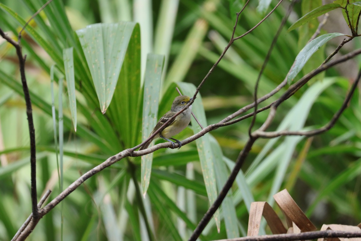 Ak Gözlü Vireo - ML620615716