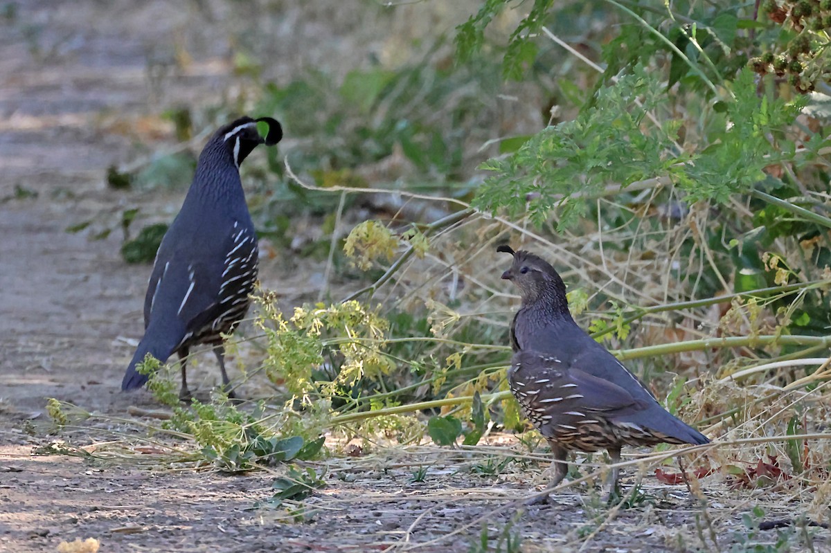 California Quail - ML620615717