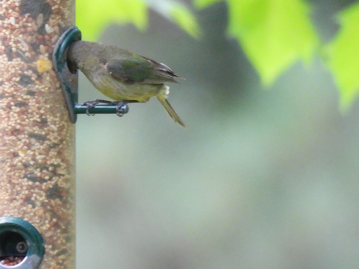 Painted Bunting - ML620615719