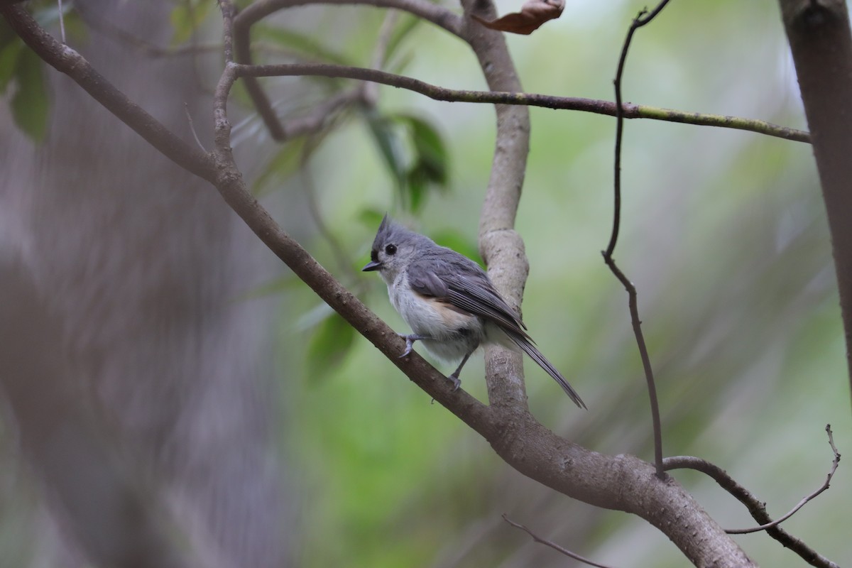 Tufted Titmouse - ML620615721