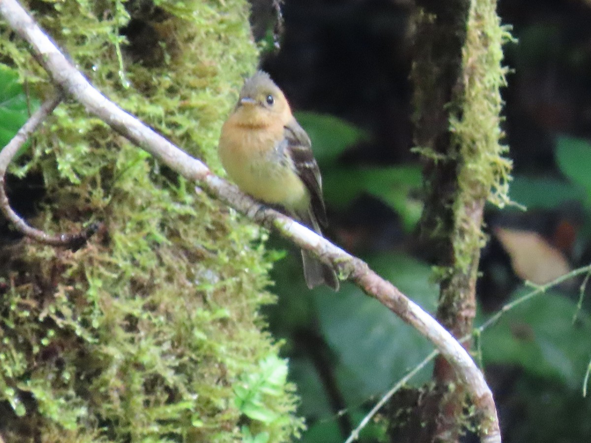 Tufted Flycatcher - ML620615722