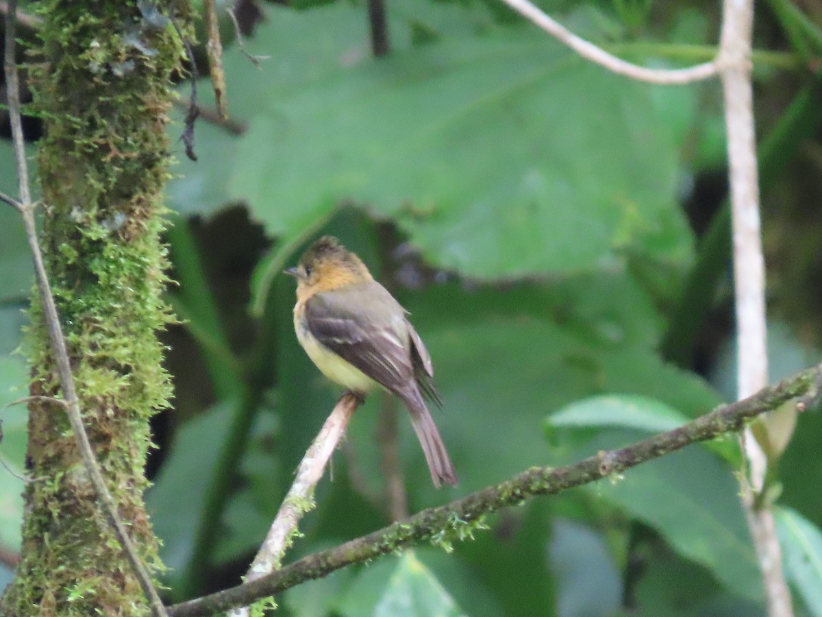 Tufted Flycatcher - ML620615723