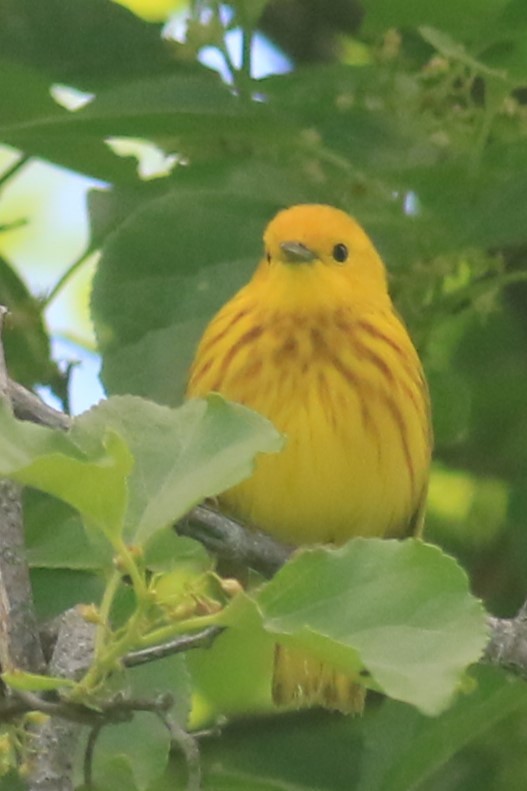 Paruline jaune - ML620615724