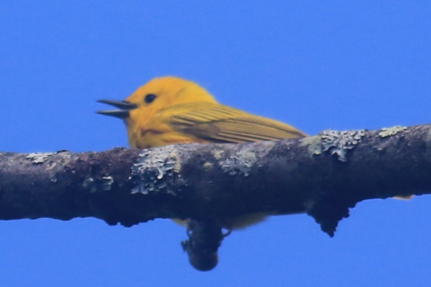 Yellow Warbler - ML620615725