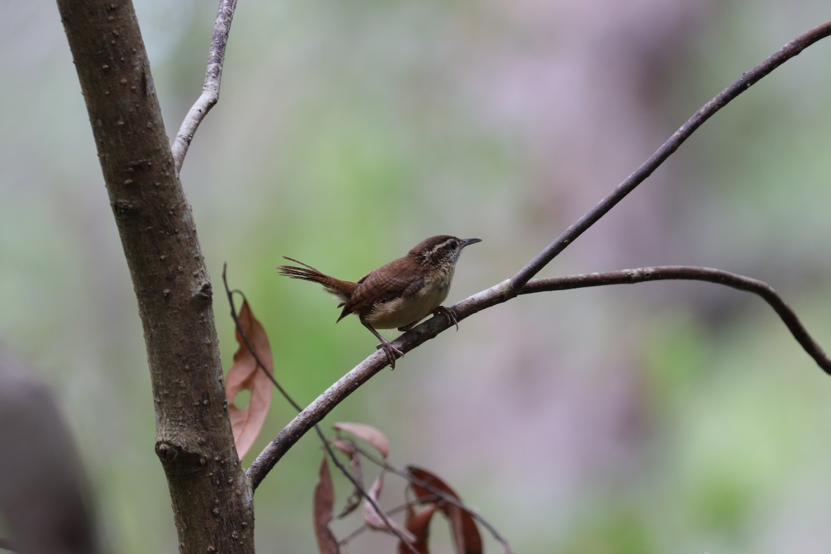 Carolina Wren - ML620615727