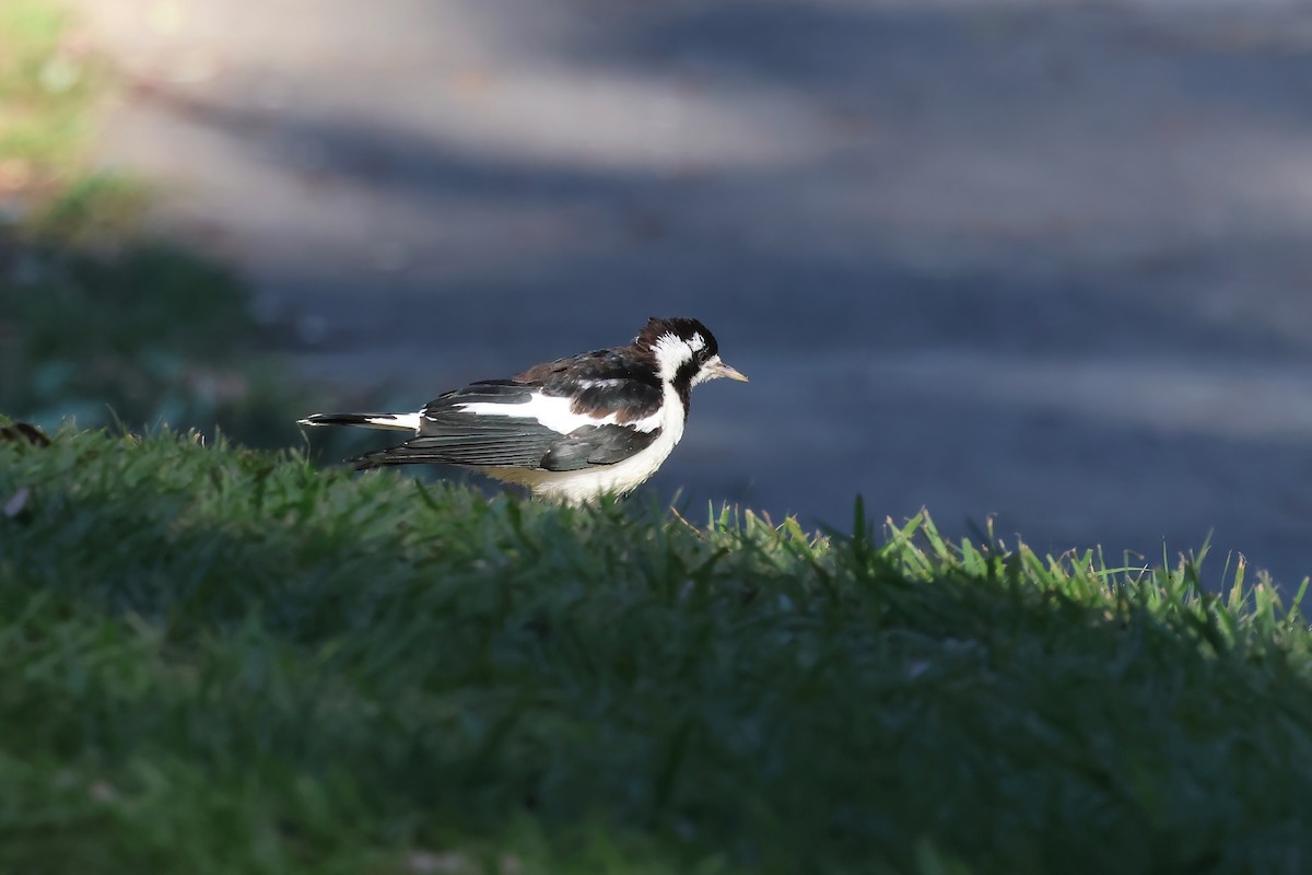 Magpie-lark - Dennis Devers