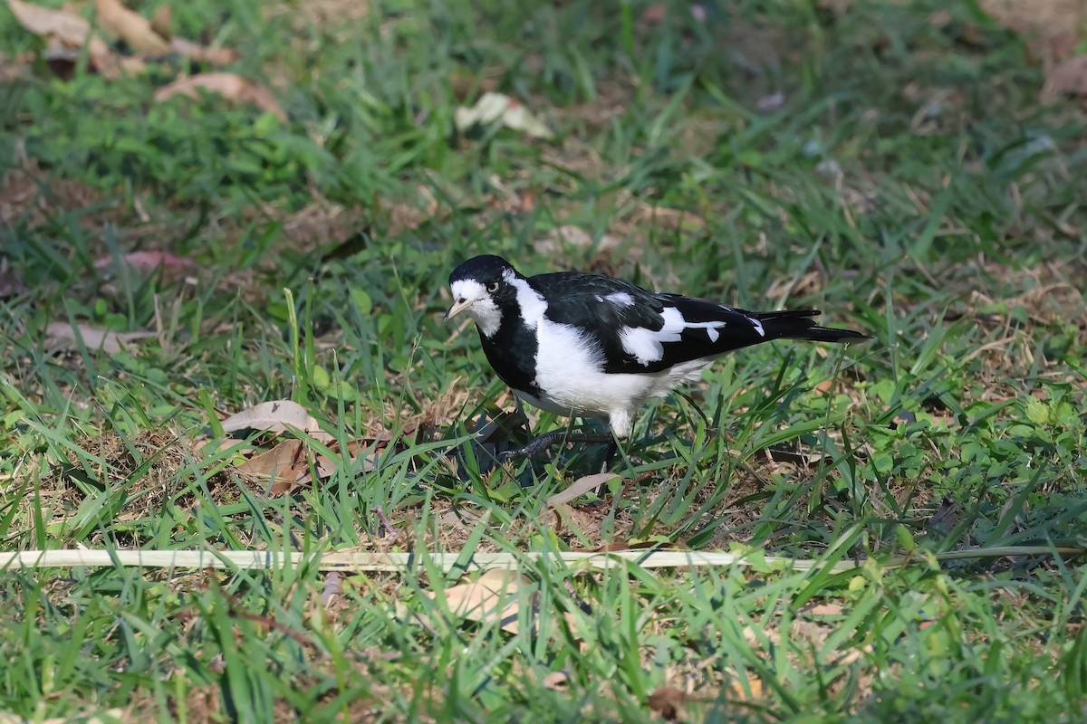 Magpie-lark - ML620615729