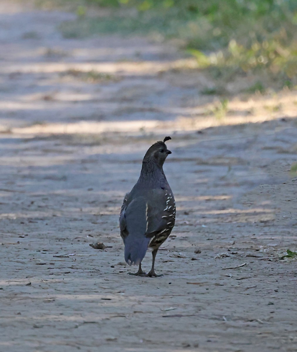 California Quail - ML620615730